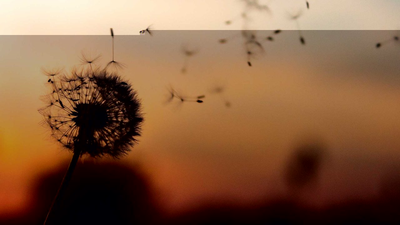 Divorce and mental health problems